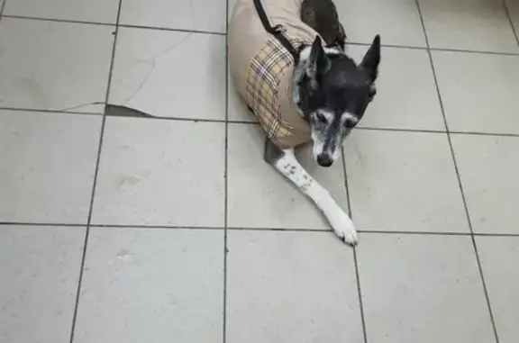 Найдена собака на Проспекте Победы, 15 в Пензе