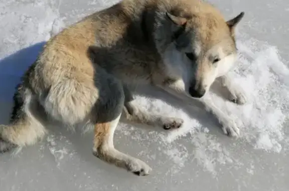 Пропала собака Лайка в г. Урай, ХМАО-Югра