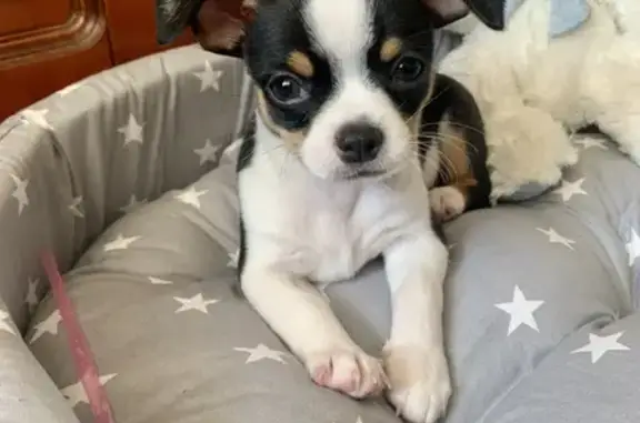 Собаки потеряшки, Санкт-Петербург, фото: Потеряшка чихуахуа на ул. Савушкина 133 к2, СПб.