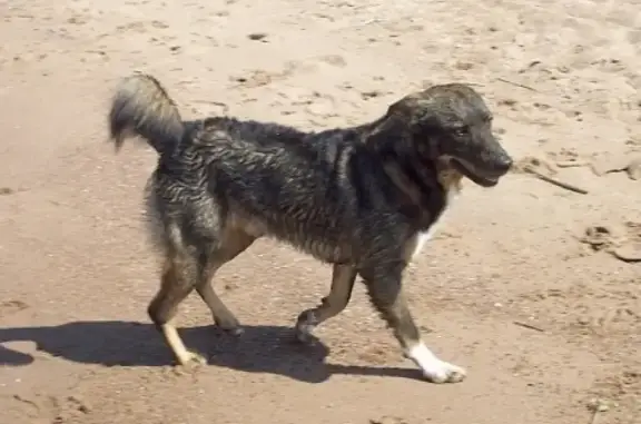 Собаки потеряшки, Санкт-Петербург, фото: Потеряшка собака в СПб: адрес - ул. Турку, р-н Фрунзенский, поиски продолжаются