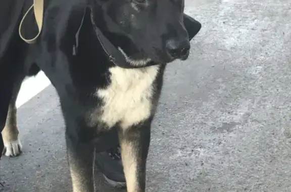 Пропала собака на ул. Маршала Казакова, СПб