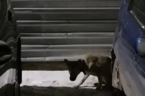 Собака найдена на ул. Калинина, 47Л в Красноярске.