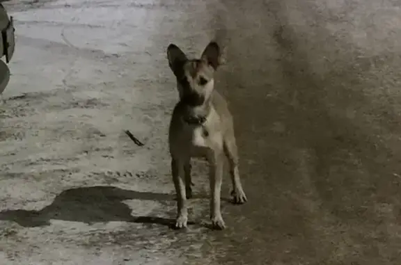 Собака-щенок боится на Калинина, 47М, Красноярск.