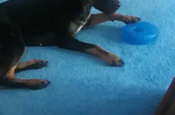 Собаки потеряшки, Калининград, фото: Потеряшка собака на Бульваре Любови Шевцовой 51, кличка Буся