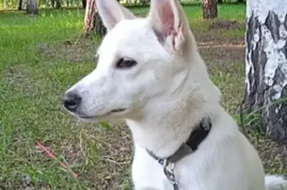 Пропала белая собака на пр. Фатыха Амирхана, 10 (Казань)