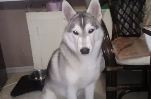 Потерянные животные Новокузнецк, фото: Пропала хаски Мишель, ул. Батюшкова, 15, вознаграждение 5000 руб.