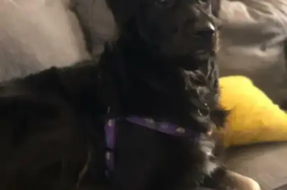 Собаки потеряшки, Санкт-Петербург, фото: Потеряшка собака Дюк на улице Орбели, СПб