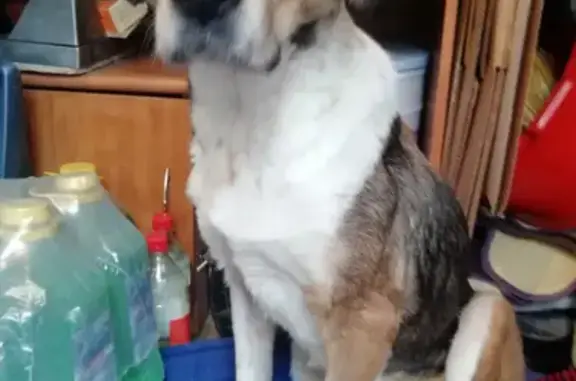 Найдена собака в Вялках, Раменском районе