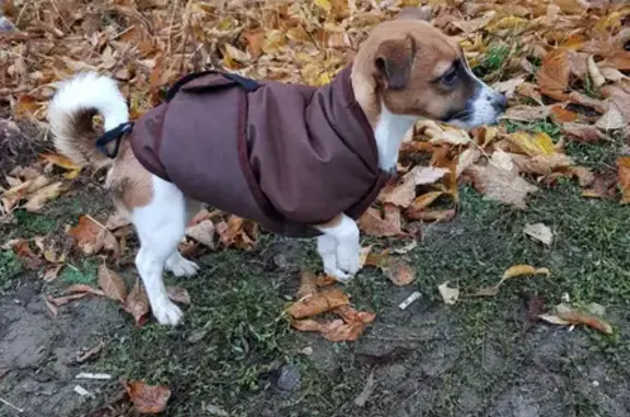Потерянные животные Нижний Новгород, фото: Пропала собака Рейна в районе ЖК Аквамарин, Нижний Новгород