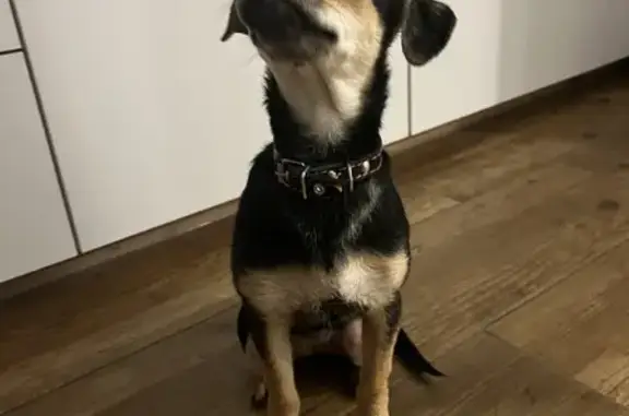 Найденные животные Калининград, фото: Найдена собака возле Калининград Плаза