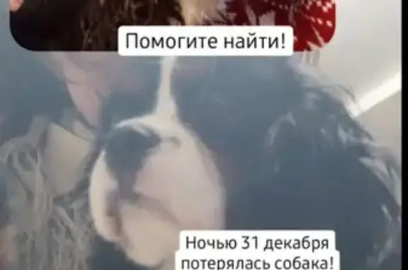 Пропала собака Боня в Мичуринском, Алексеевская улица, 36