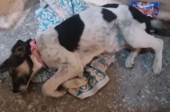 Найдена собака на Невской, Волгоград