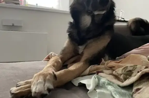 Собаки потеряшки, Волгоград, фото: Потеряшка собака Юми возле парк хауса в Волгограде