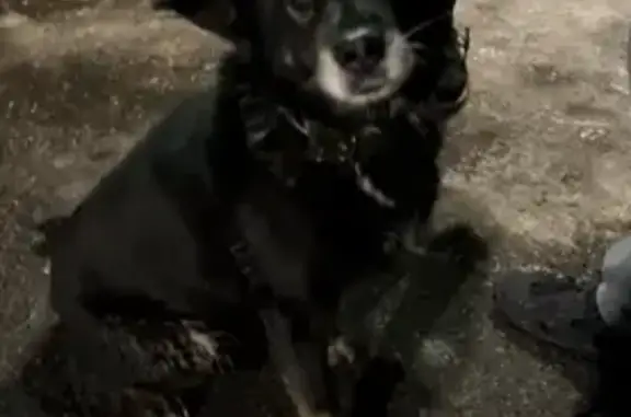 Собака найдена на проезжей части: чёрная, 41К-215, Гатчина.