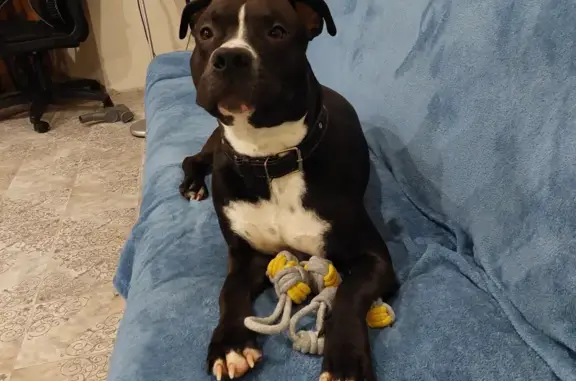 Собаки потеряшки, Калининград, фото: Потеряшка собака в Малом Луговом, звоните 89216083023