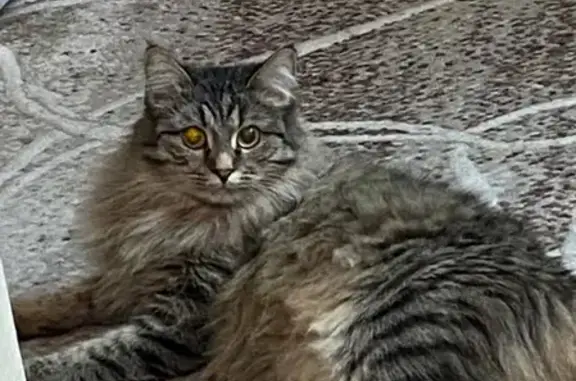 Кошки потеряшки, Набережные Челны, фото: Потеряшка кошка на пр. Х. Туфана в Н. Челнах