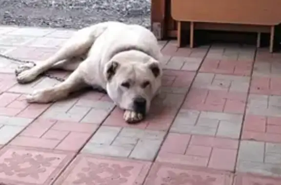 Потерянные животные Омск, фото: Пропала собака на улице Сакена Сейфуллина, 5 в Омске