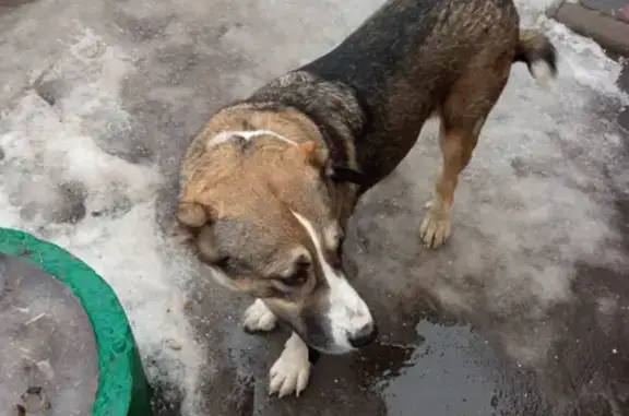 Собака-девочка алабая с ранами на улице Солженицына, 11
