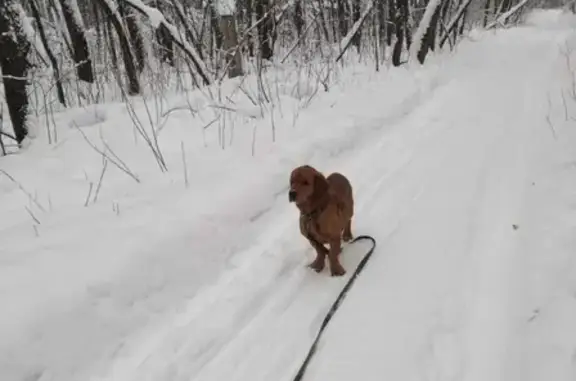 Рыжая охотничья собака на ул. Зои Космодемьянской, Уфа.