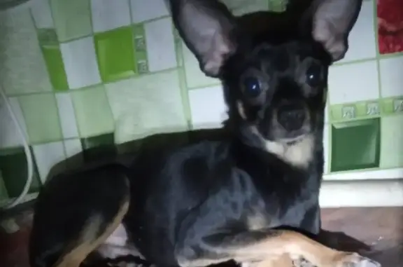 Найдена собака, Ростов-на-Дону, фото: Найдена собака на Казахской, 27 в Ростове-на-Дону