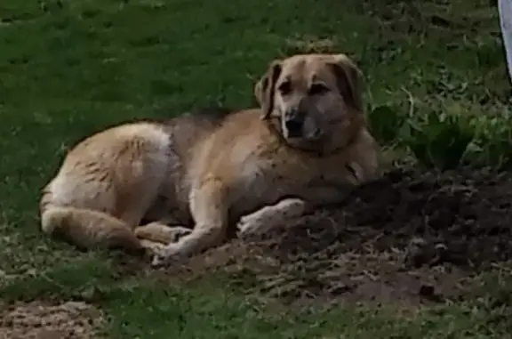 Пропала собака Глаша, из Терехово, Солнечногорского района, Московская область