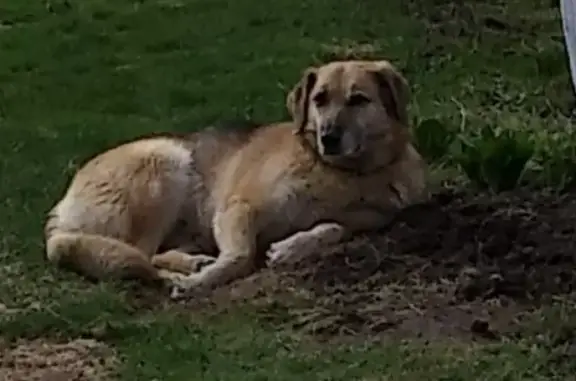 Пропала собака Глаша в Редино, Московская область