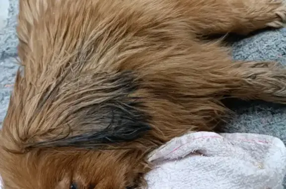 Найдена собака с травмами на Парковом переулке, 4 в Таганроге