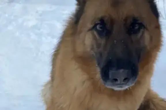 Пропала собака Оджи в Трёхгорном, Челябинская обл.
