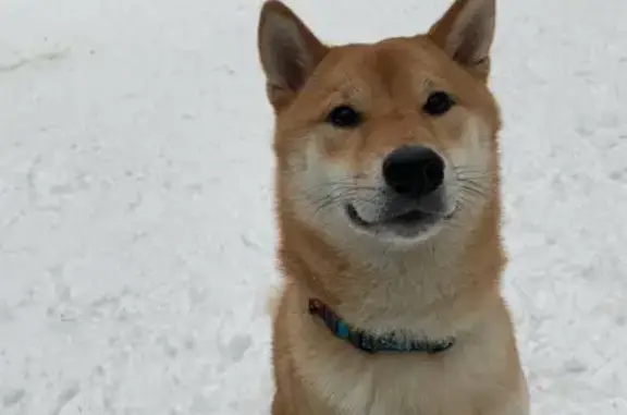 Пропала рыжая собака Курама в Корсаково, Калужская область