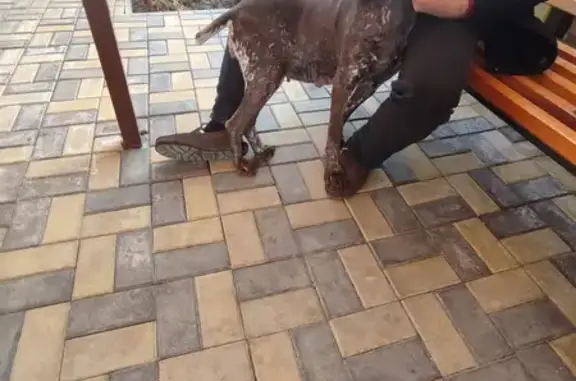 Собака найдена: Аэропортовский проезд 74, Астрахань.