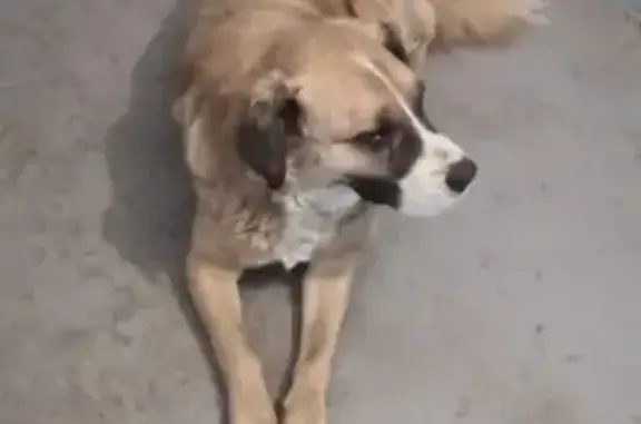 Найдена собака на улице Космонавтов, 8 в Ставрополе
