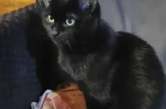 Найдена черная кошка на Никитинской улице, Воронеж
