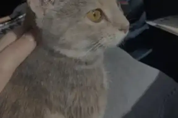 Кошки потеряшки, Казань, фото: Потеряшка кошка Марта, Четаева 34, Казань