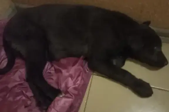 Найдена собака на Профсоюзной, 7 в Томске
