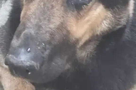 Собака крупной породы найдена на 2-м проезде Щорса, 4, Краснодар.