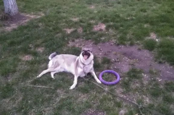 Пропала собака на ул. Южный бульвар, 17 в Челябинске 🐶🙏