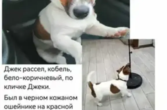 Пропала собака Джеки на ул. Ишкова, 34