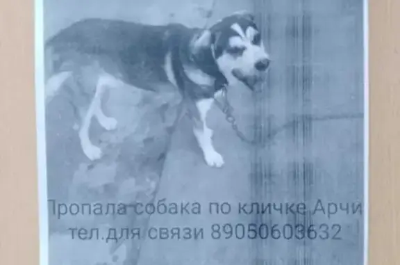 Пропала собака Арчи на ул. Станция Новолесная, Астрахань