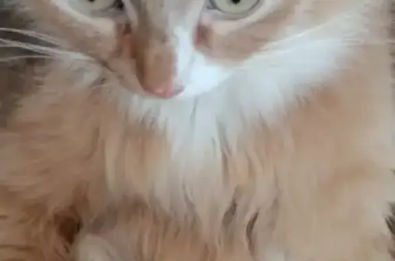 Пропала кошка на Советской, Ирбит: рыжий кот с белыми лапками и зелеными глазами.