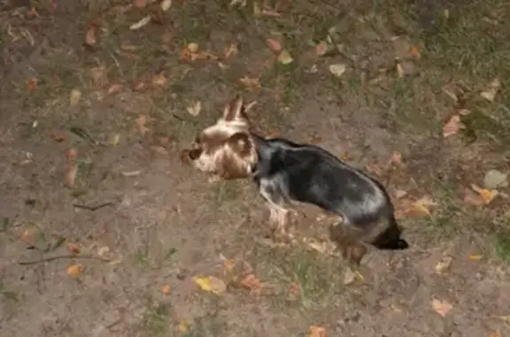 Пропала собака Тося на проезде №3, Зеленоград, к840