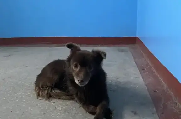 Найдена собака на Днепропетровской, Нижний Новгород