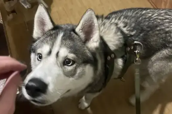 Найденные животные Новосибирск, фото: Найден Хаски на ул. 25 Лет Октября, Новосибирск
