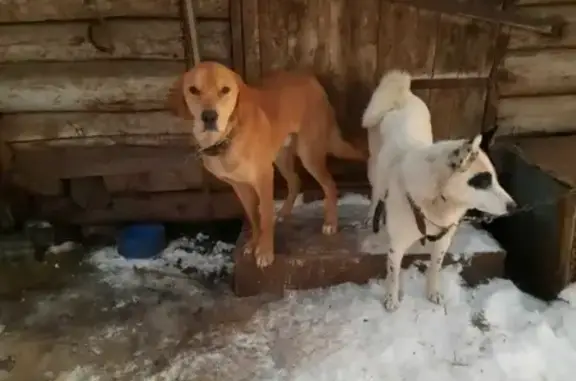 Пропали две собаки в Татарстане