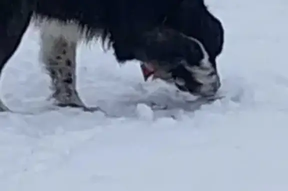 Найдена крупная собака в Владимирской области