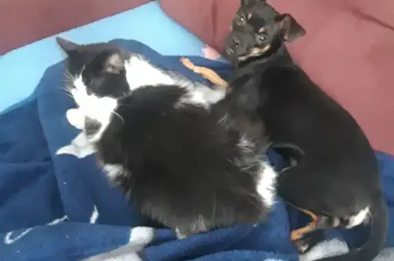 Собаки потеряшки, Калининград, фото: Потеряшка собака на бульваре Шевцовой, Калининград