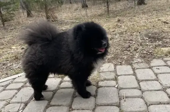 Пропала собака Чижик, ул. Академика Киренского, 3А