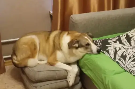 Собаки потеряшки, Санкт-Петербург, фото: Потеряшка собака на Заводской улице