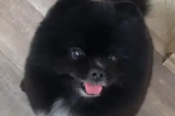 Потерянные животные Красноярск, фото: Пропал черный шпиц «Чижик» на улице Академика Киренского