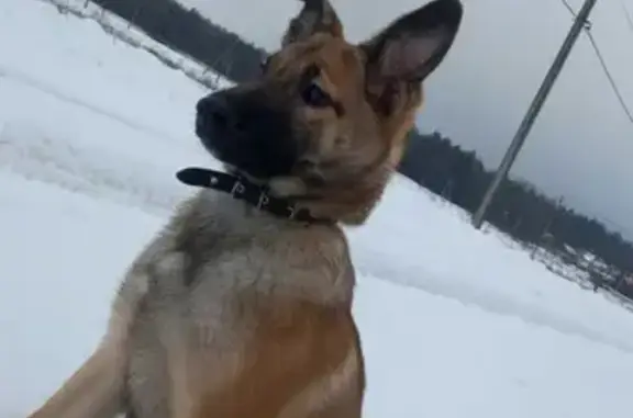 Пропала собака Тайга в Наро-Фоминске, Московская область