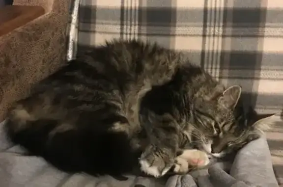 Кошки потеряшки, Санкт-Петербург, фото: Потеряшка кошка на Кадетской линии, 1 к3, СПб